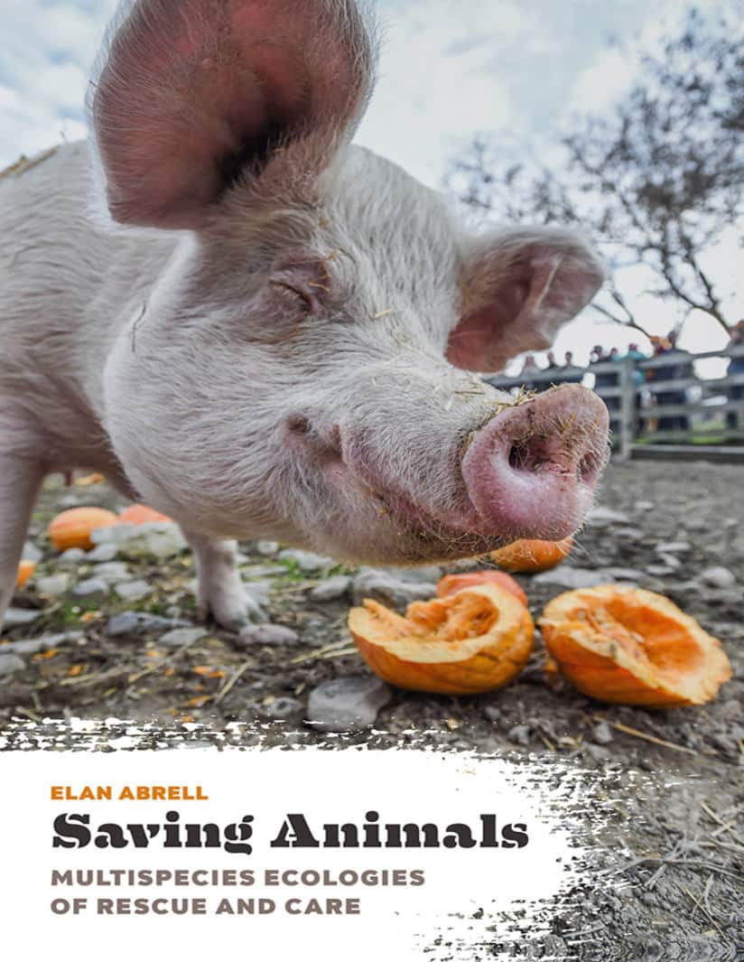 Saving Animals: Multispecies Ecologies Of Rescue And Care Pdf Download