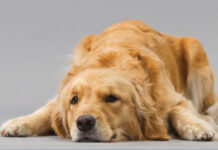 Anesthesia for the Pet Practitioner, Revised 3rd Edition