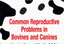 Common Reproductive Problems In Bovines And Canines