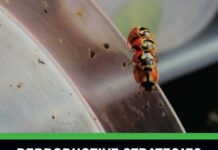 Reproductive Strategies in Insects