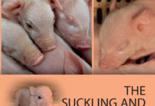 The Suckling and Weaned Piglet