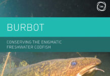 Burbot: Conserving the Enigmatic Freshwater Codfish