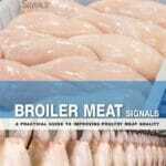 Broiler-Meat-Signals-A-Practical-Guide-to-Improving-Poultry-Meat-Quality