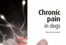 Chronic Pain in Dogs