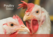 Breeder Signals, A Practical Guide to Optimal Management of Broiler Breeders