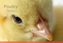 Broiler Signals, A Practical Guide to Broiler Focused Management