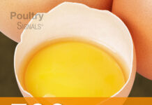 Egg Signals, A Practical Guide to Improving Egg Quality