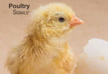 Hatchery Signals: A Practical Guide to Improving Hatching Results