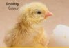 Hatchery Signals: A Practical Guide To Improving Hatching Results