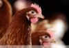 Poultry Signals: A Practical Guide For Bird Focused Poultry Farming