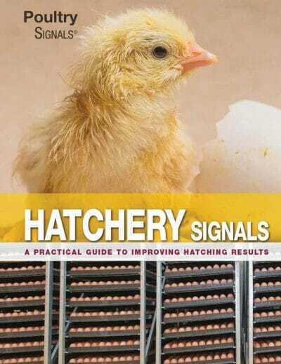 Hatchery Signals: A Practical Guide to Improving Hatching Results
