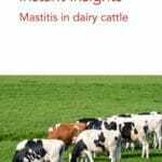 Instant Insights: Mastitis in Dairy Cattle PDF
