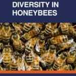 Microbial-Diversity-in-Honeybees