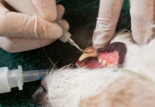 An Introduction to Pet Dental Care for Veterinary Nurses and Technicians An Introduction to Pet Dental Care for Veterinary Nurses and Technicians