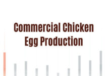 Commercial Chicken Egg Production Commercial Chicken Egg Production PDF