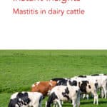 Instant Insights: Mastitis in Dairy Cattle