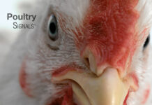 Layer Signals: A Practical Guide to Layer Focused Management