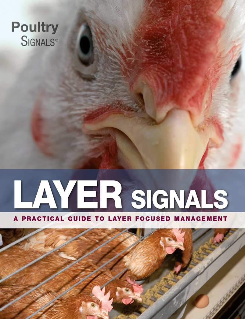 Layer Signals: A Practical Guide To Layer Focused Management Pdf Download
