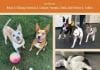Veterinary Books, Veterinary Books PDF, Best Vet Books, Vet books online, Vet eBooks