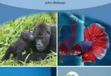 Animal Welfare: Understanding Sentient Minds and Why It Matters PDF