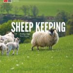 Sheep Keeping: The Professional Smallholder Series