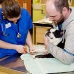 Interesting Facts about Veterinarians