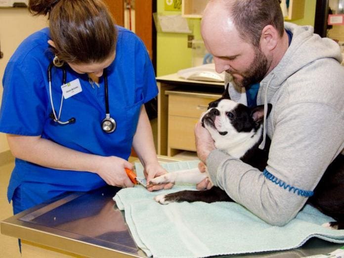 Interesting Facts about Veterinarians