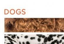 Dogs: DK Handbooks
