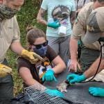 Difference between Wildlife Biologists and Zoologists