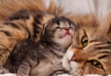 Feline Reproduction - Aime Johnson