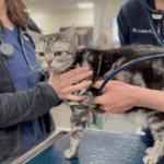 Opportunities for Advancement Exist for Veterinarians