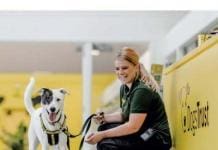 Emotional Well-being for Animal Welfare Professionals