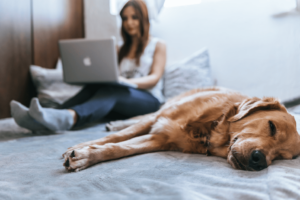 Does Pet Health Insurance Make Sense For Clients