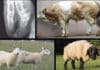 Illustrated Textbook Of Clinical Diagnosis In Farm Animals Pdf