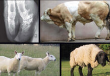 Illustrated Textbook of Clinical Diagnosis in Farm Animals Illustrated Textbook of Clinical Diagnosis in Farm Animals PDF