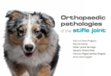 Orthopaedic Pathologies of the Stifle Joint