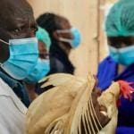 role-of-vets-in-boosting-the-poultry-industry