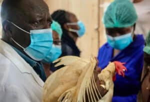 Role Of Vets In Boosting The Poultry Industry