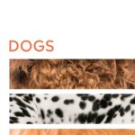 Dogs: DK Handbooks Dogs: DK Handbooks