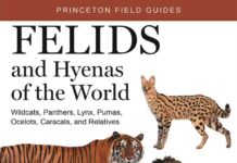 Felids and Hyenas of the World; Wildcats, Panthers, Lynx, Pumas, Ocelots, Caracals, and Relatives