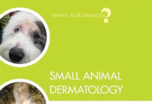 Small Animal Dermatology: What's Your Diagnosis?