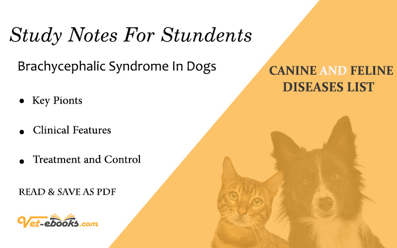 Brachycephalic Syndrome In Dogs
