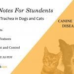 Collapsing Trachea in Dogs and Cats