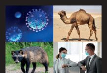 Pathogenic Coronaviruses of Humans and Animals; SARS, MERS, COVID-19, and Animal Coronaviruses with Zoonotic Potential