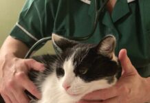 Practical Cardiology for Veterinary Nurses
