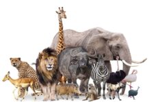 The Behavioural Biology of Zoo Animals
