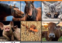 Genetics and the Behavior of Domestic Animals 3rd Edition