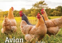 Avian Immunology 3rd edition