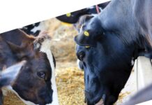Livestock Ration Formulation for Dairy Cattle and Buffalo