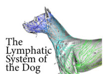 The Lymphatic System of the Dog PDF Download